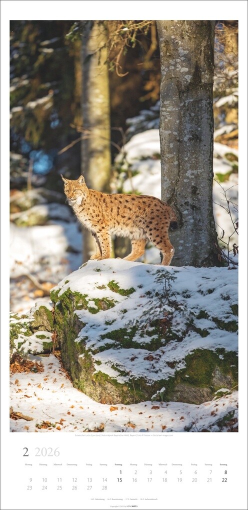 Weitere Ansicht: Im Wald Kalender 2026