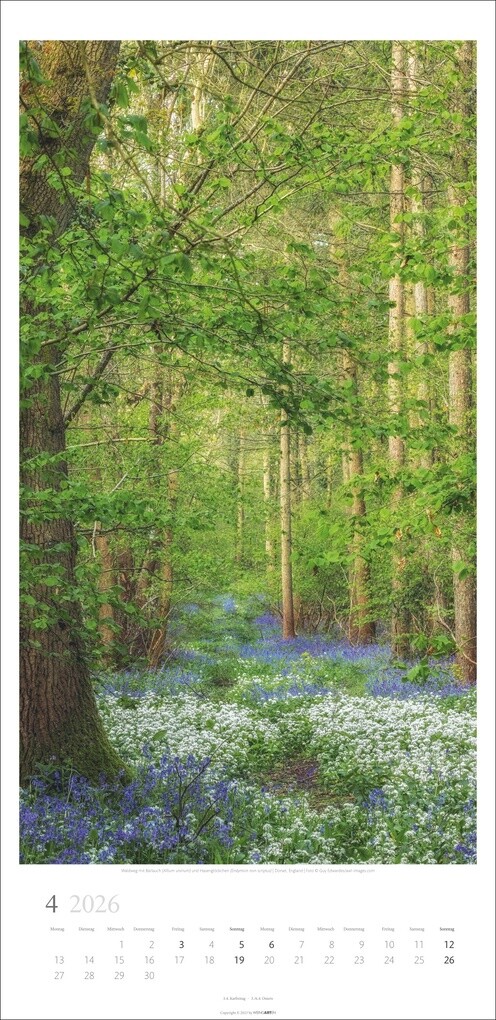 Weitere Ansicht: Im Wald Kalender 2026
