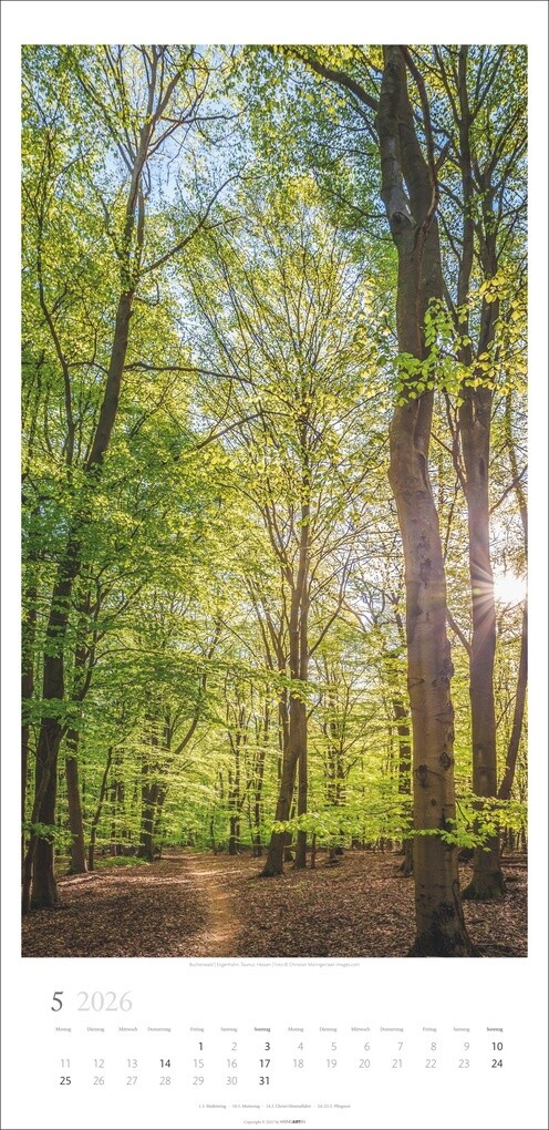 Weitere Ansicht: Im Wald Kalender 2026