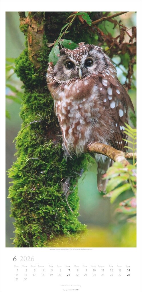 Weitere Ansicht: Im Wald Kalender 2026