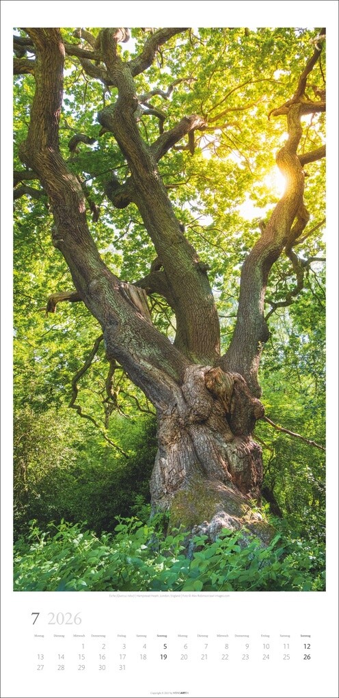 Weitere Ansicht: Im Wald Kalender 2026