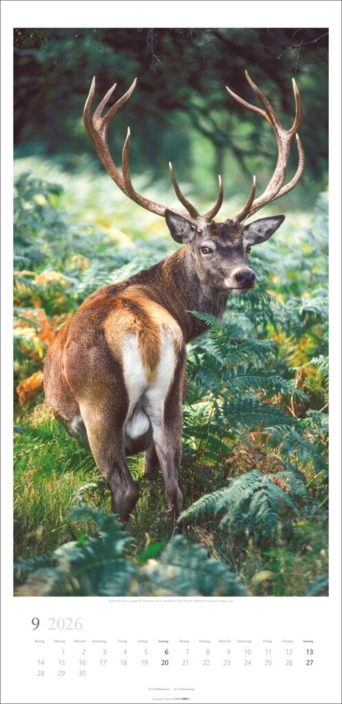 Weitere Ansicht: Im Wald Kalender 2026