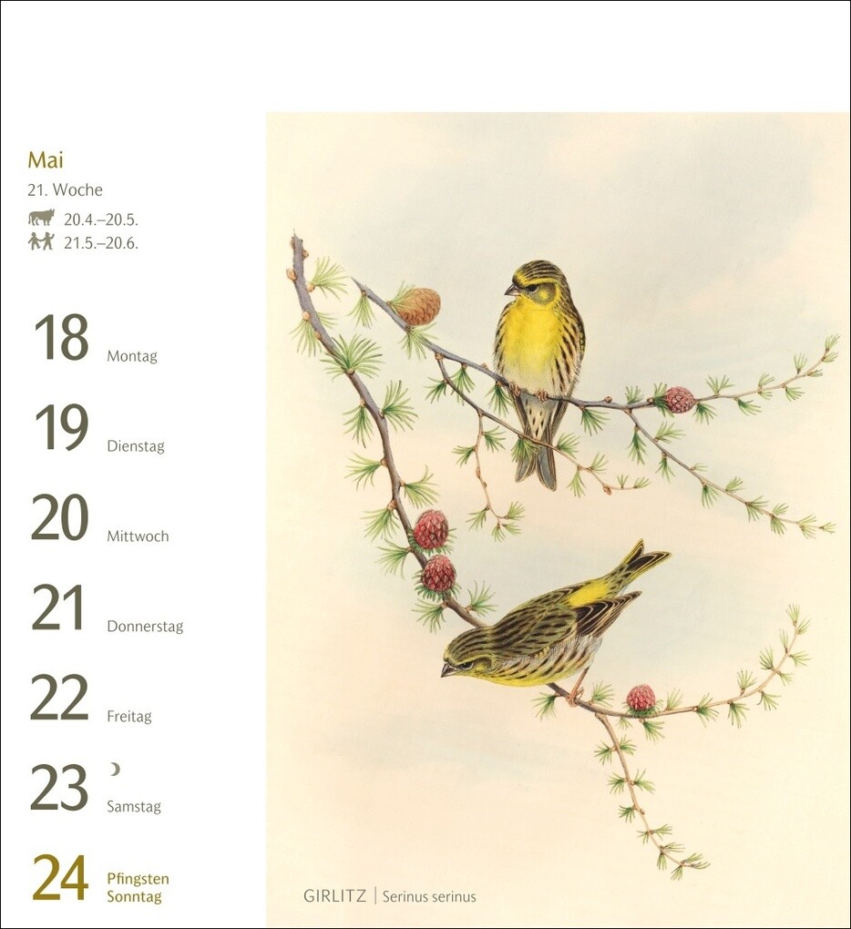 Weitere Ansicht: Vögel Postkartenkalender 2026 - Postkartenkalender mit 53 historischen Zeichnungen