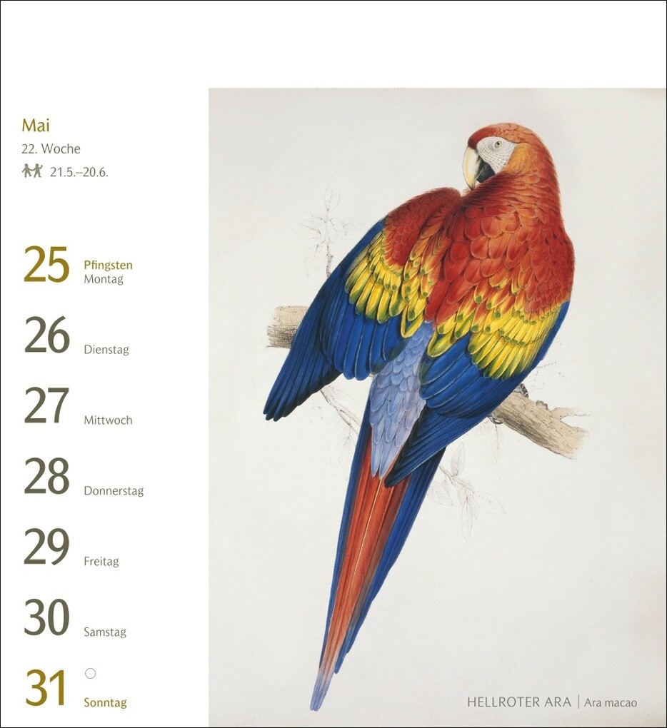 Weitere Ansicht: Vögel Postkartenkalender 2026 - Postkartenkalender mit 53 historischen Zeichnungen