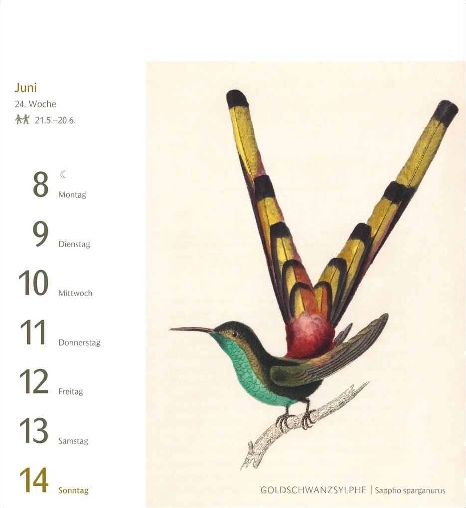 Weitere Ansicht: Vögel Postkartenkalender 2026 - Postkartenkalender mit 53 historischen Zeichnungen