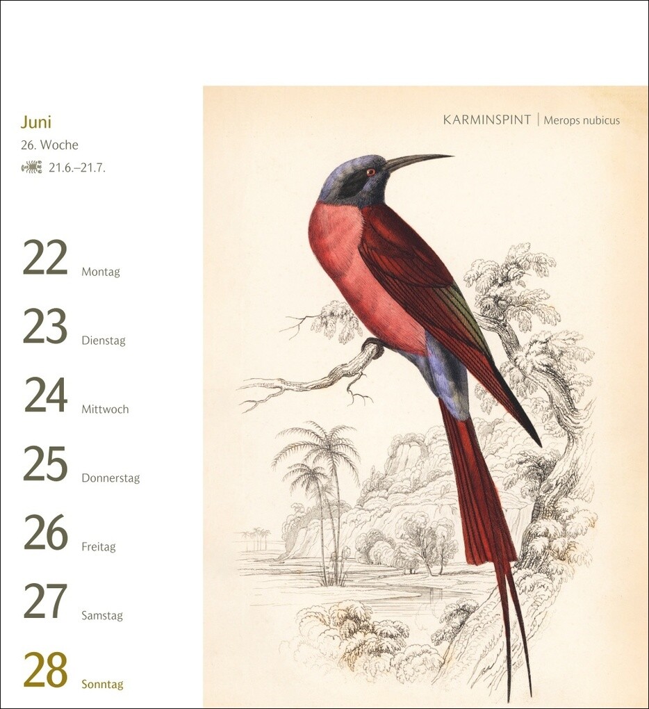Weitere Ansicht: Vögel Postkartenkalender 2026 - Postkartenkalender mit 53 historischen Zeichnungen