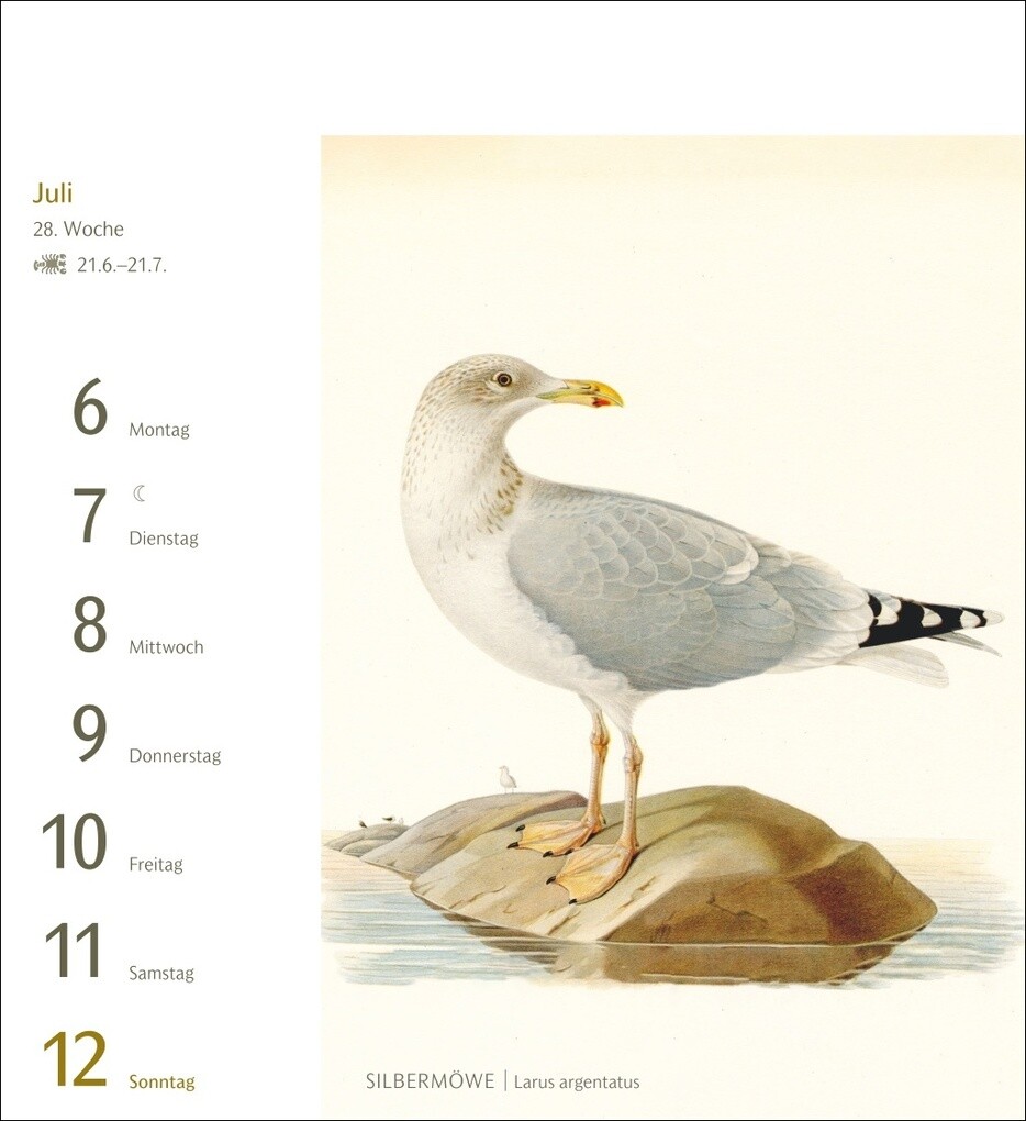Weitere Ansicht: Vögel Postkartenkalender 2026 - Postkartenkalender mit 53 historischen Zeichnungen