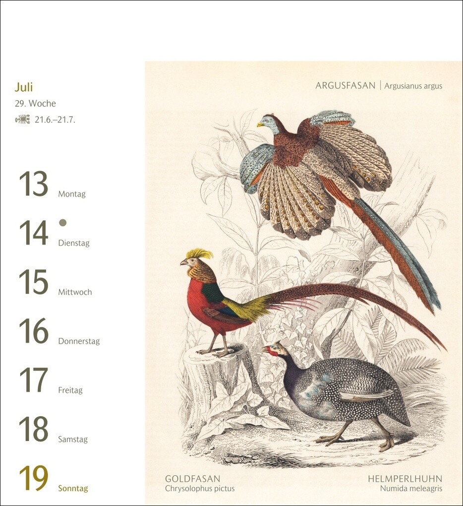 Weitere Ansicht: Vögel Postkartenkalender 2026 - Postkartenkalender mit 53 historischen Zeichnungen