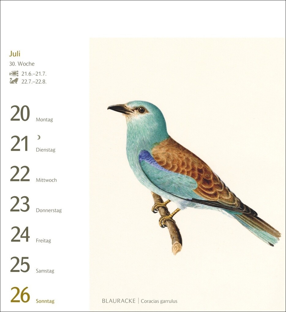 Weitere Ansicht: Vögel Postkartenkalender 2026 - Postkartenkalender mit 53 historischen Zeichnungen