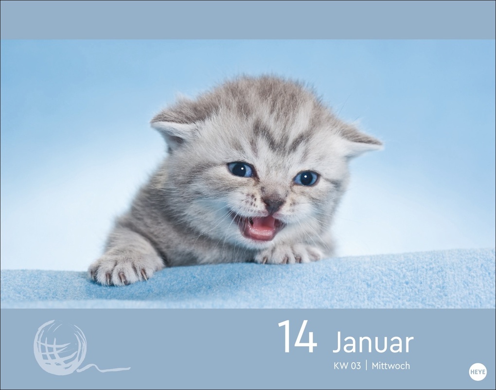 Weitere Ansicht: Katzen my love Tagesabreißkalender 2026