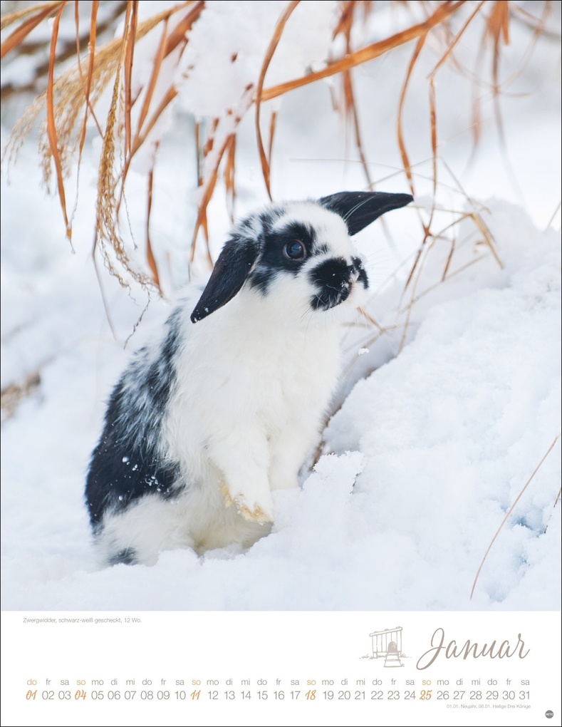 Weitere Ansicht: Kaninchenkinder Posterkalender 2026