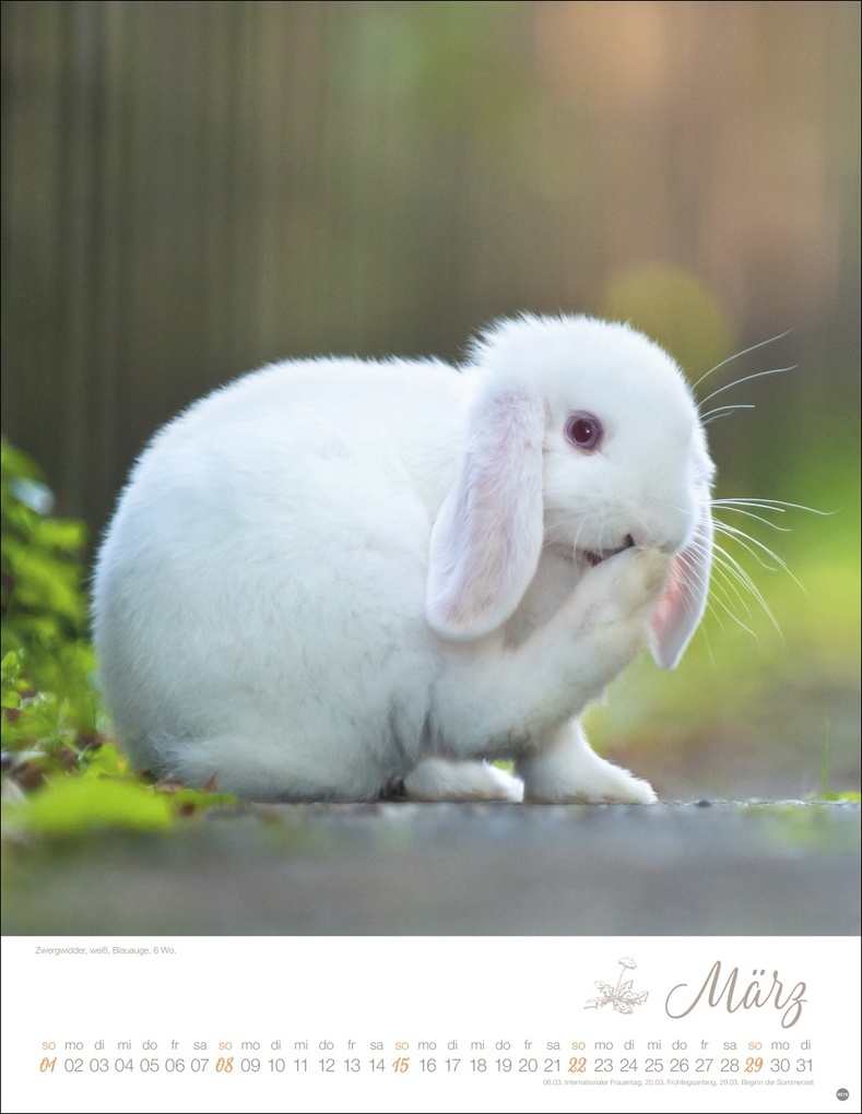 Weitere Ansicht: Kaninchenkinder Posterkalender 2026