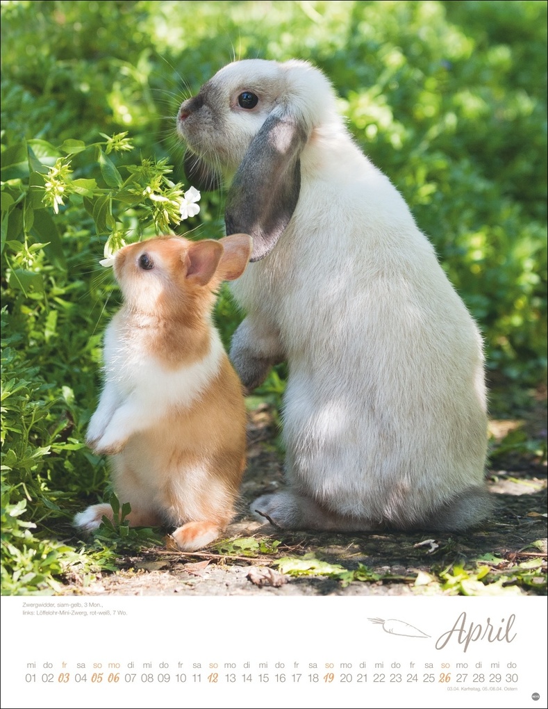 Weitere Ansicht: Kaninchenkinder Posterkalender 2026