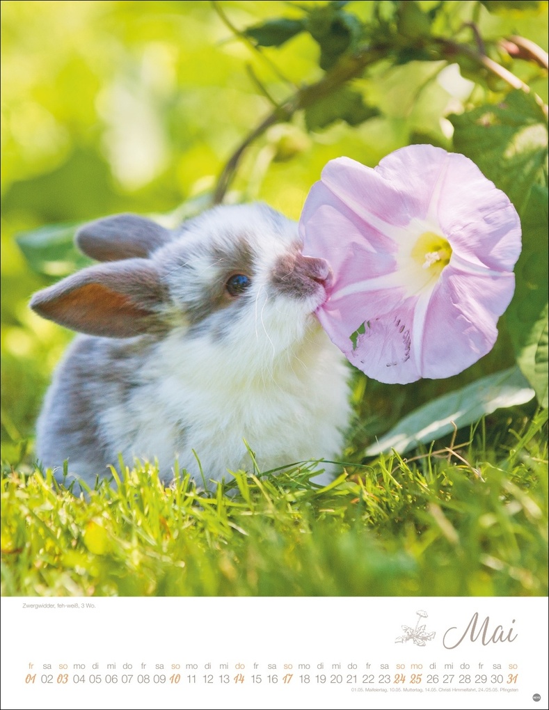 Weitere Ansicht: Kaninchenkinder Posterkalender 2026