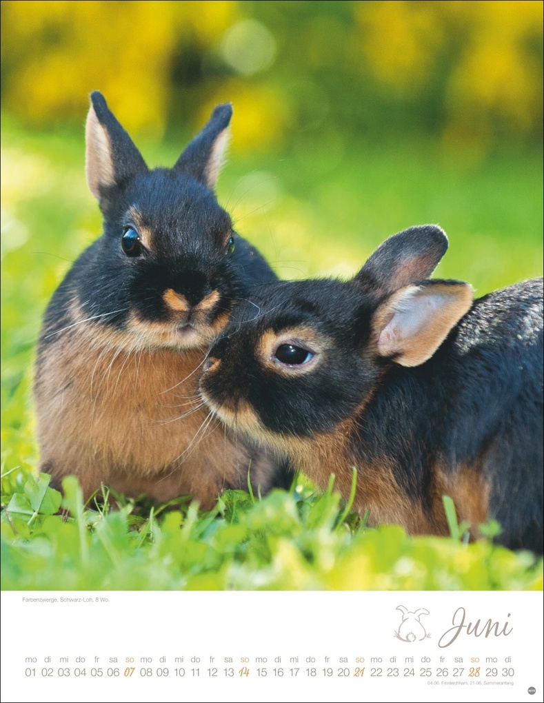 Weitere Ansicht: Kaninchenkinder Posterkalender 2026