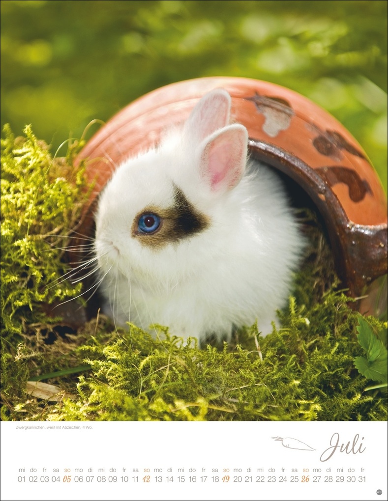 Weitere Ansicht: Kaninchenkinder Posterkalender 2026
