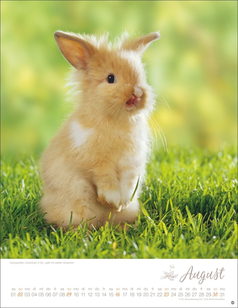 Weitere Ansicht: Kaninchenkinder Posterkalender 2026