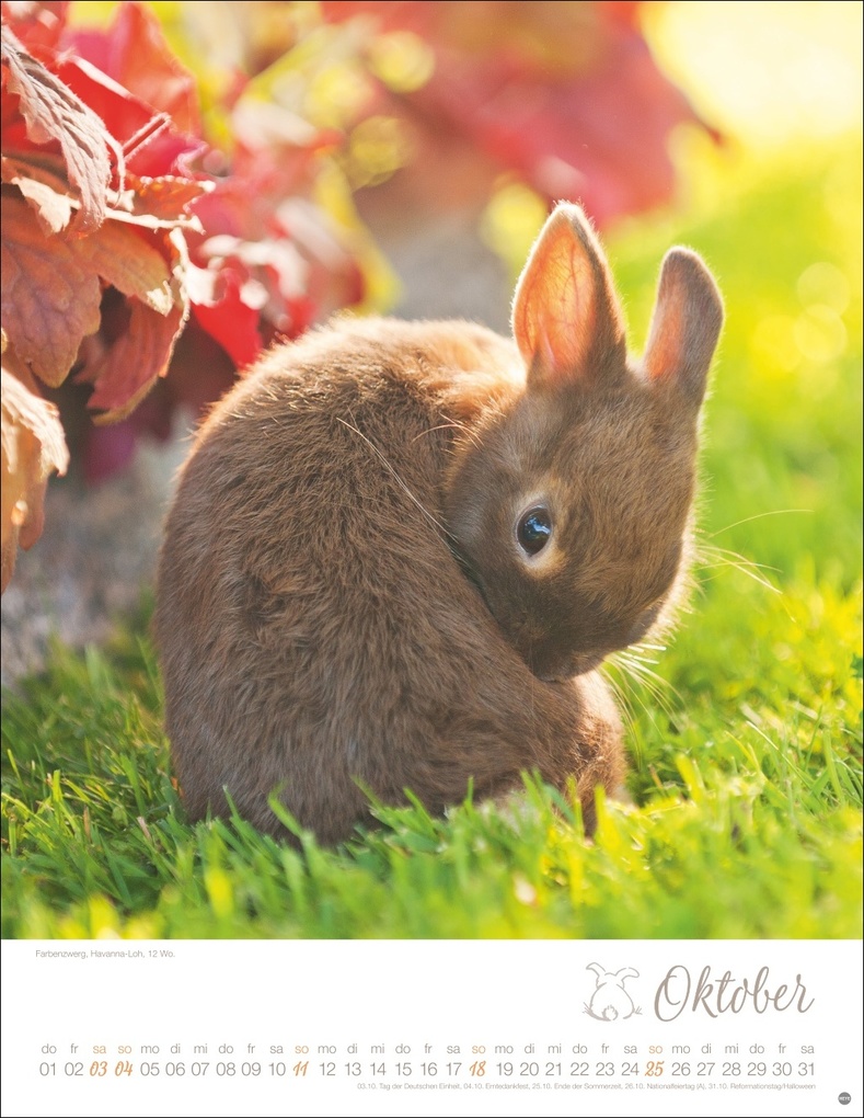 Weitere Ansicht: Kaninchenkinder Posterkalender 2026