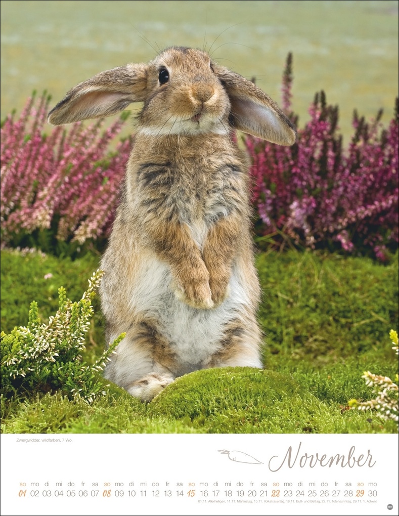 Weitere Ansicht: Kaninchenkinder Posterkalender 2026