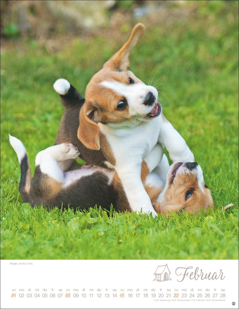 Weitere Ansicht: Hundekinder Posterkalender 2026