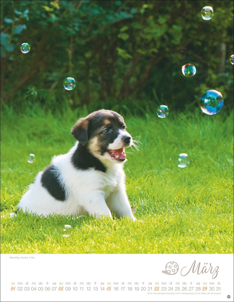 Weitere Ansicht: Hundekinder Posterkalender 2026