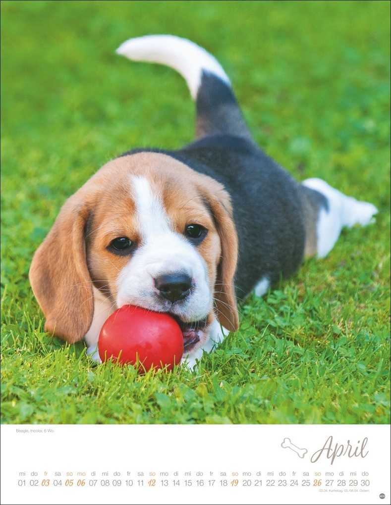 Weitere Ansicht: Hundekinder Posterkalender 2026