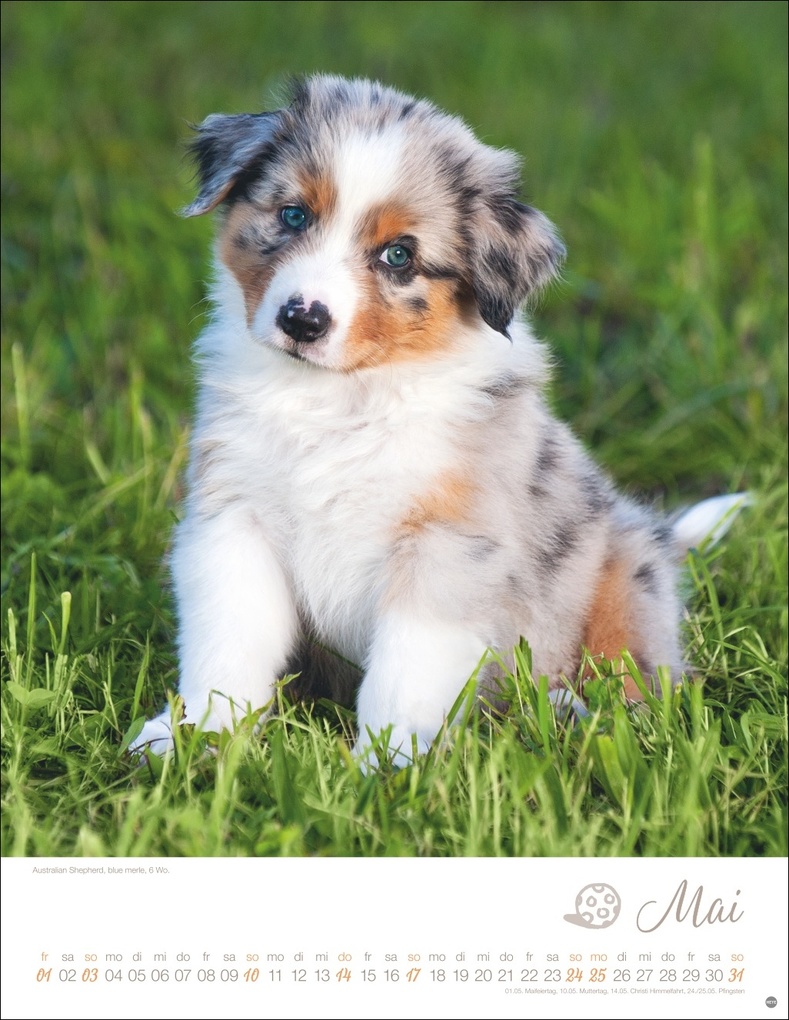 Weitere Ansicht: Hundekinder Posterkalender 2026