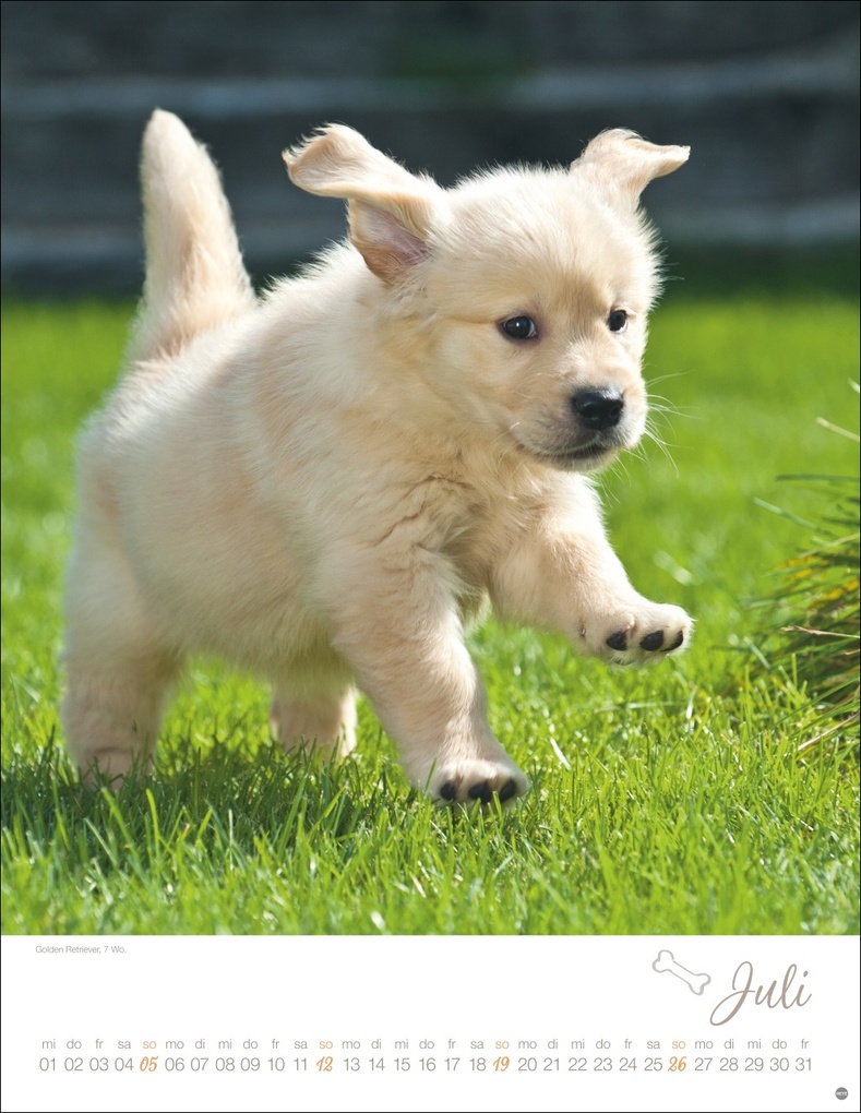 Weitere Ansicht: Hundekinder Posterkalender 2026