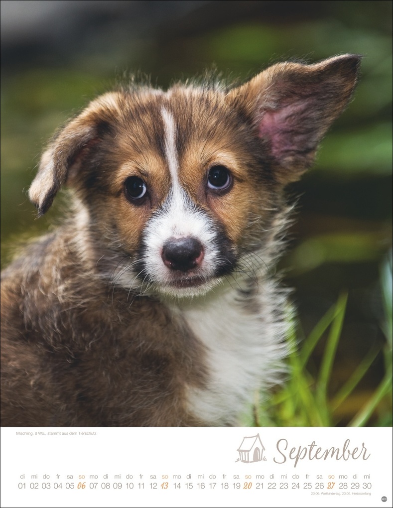 Weitere Ansicht: Hundekinder Posterkalender 2026