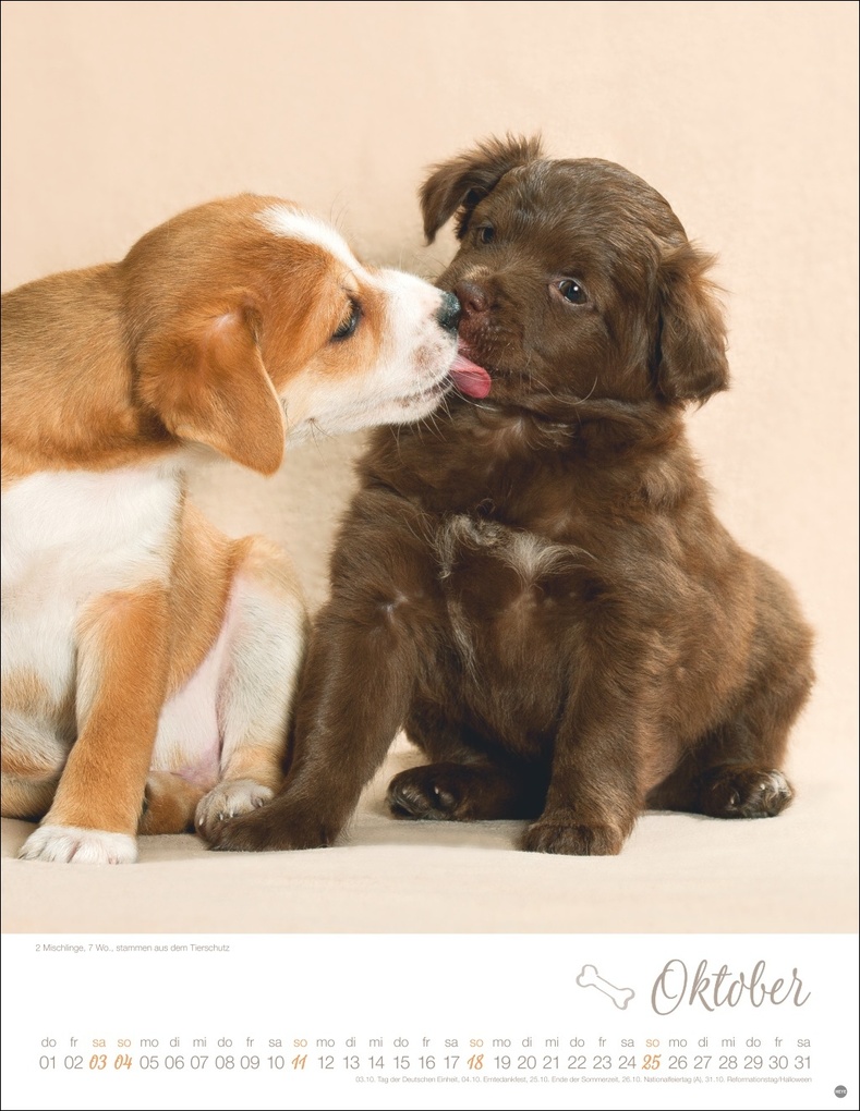 Weitere Ansicht: Hundekinder Posterkalender 2026