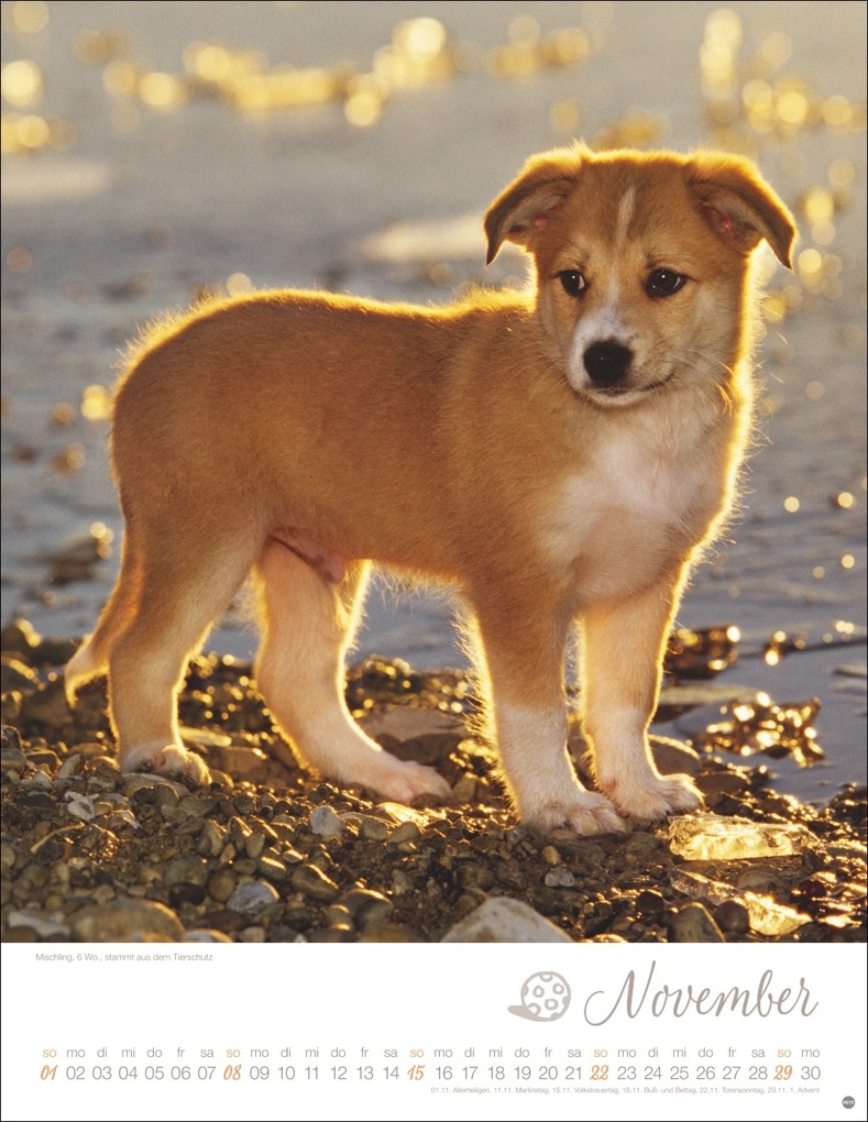 Weitere Ansicht: Hundekinder Posterkalender 2026