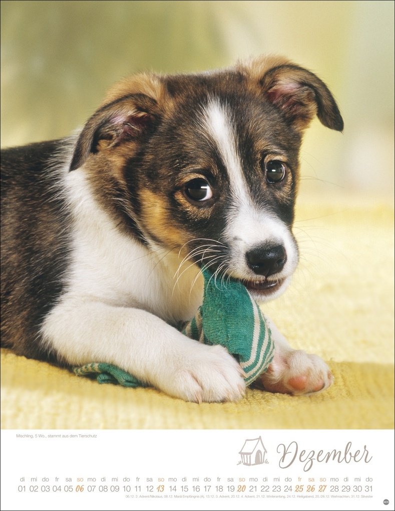 Weitere Ansicht: Hundekinder Posterkalender 2026