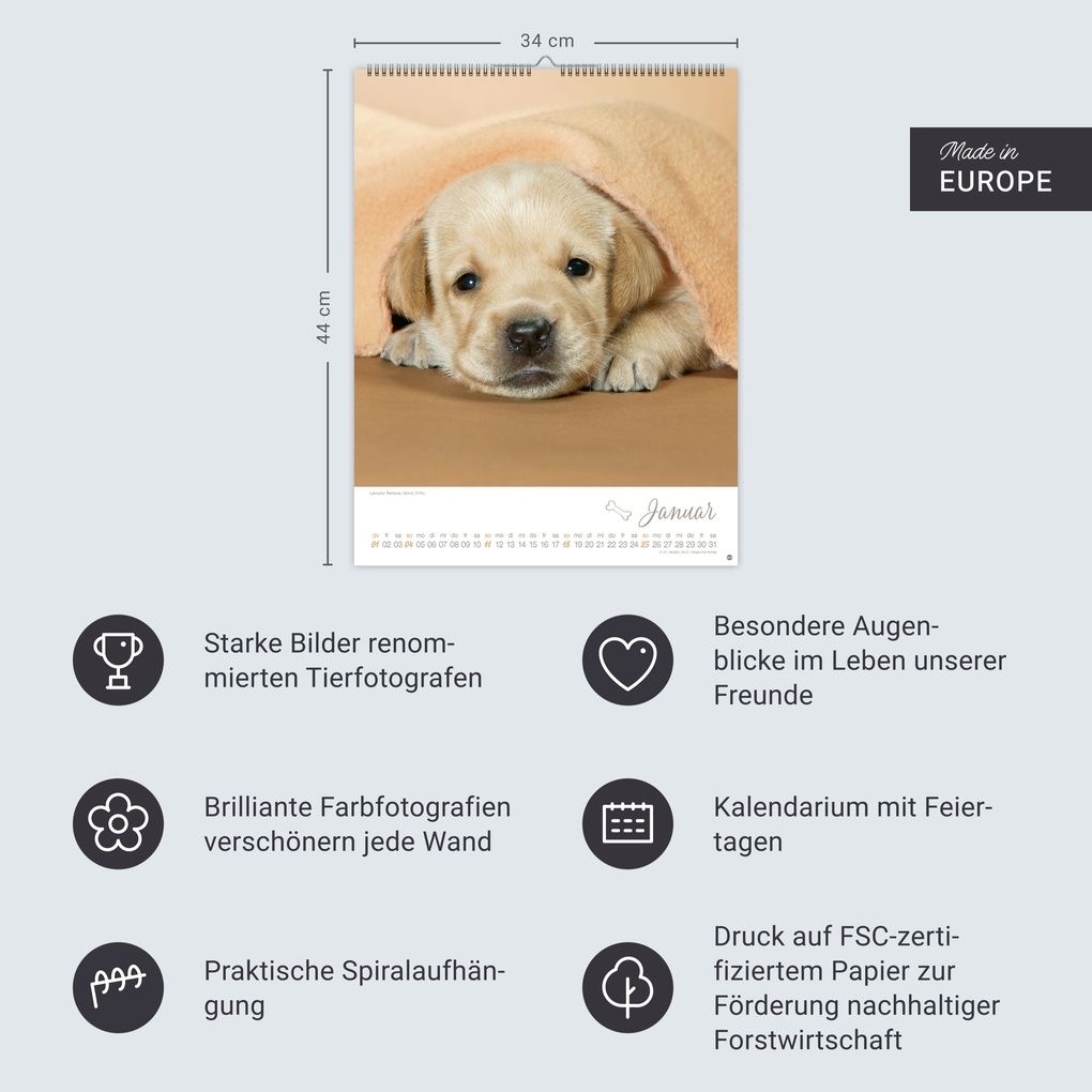Weitere Ansicht: Hundekinder Posterkalender 2026