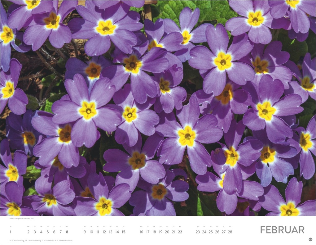 Weitere Ansicht: Blütenmeer Posterkalender 2026