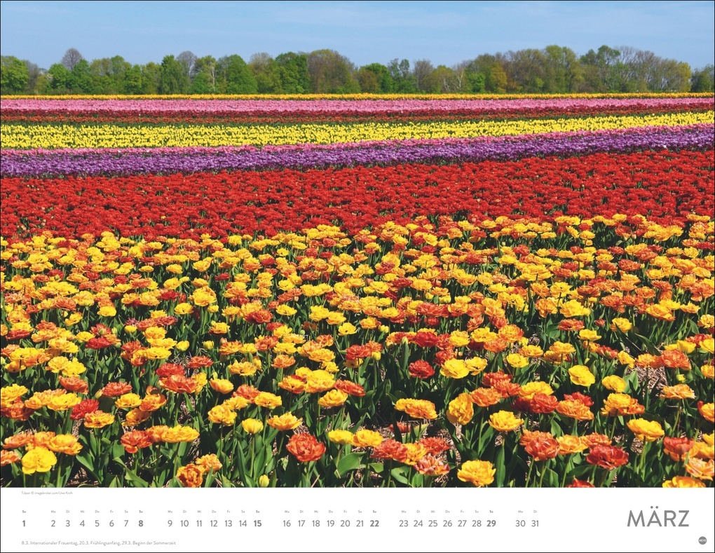 Weitere Ansicht: Blütenmeer Posterkalender 2026