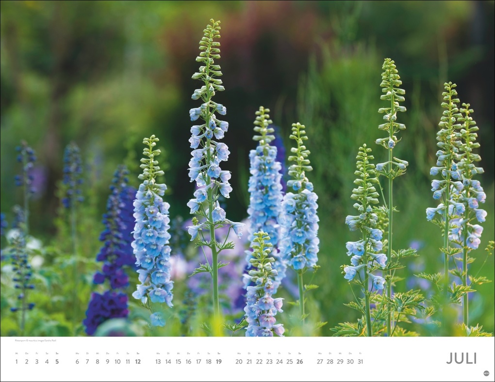 Weitere Ansicht: Blütenmeer Posterkalender 2026