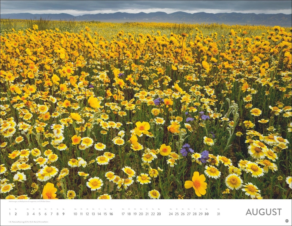 Weitere Ansicht: Blütenmeer Posterkalender 2026