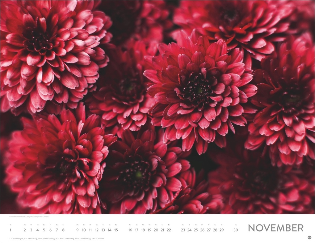 Weitere Ansicht: Blütenmeer Posterkalender 2026