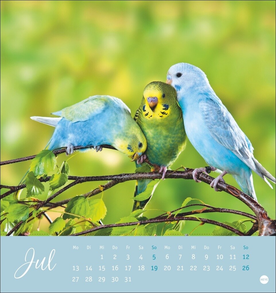 Weitere Ansicht: Freche Wellensittiche Postkartenkalender 2026