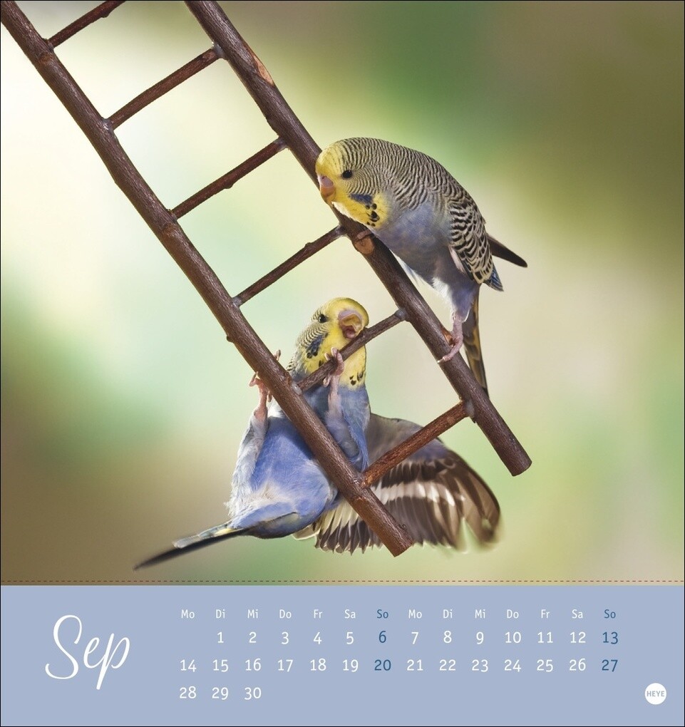 Weitere Ansicht: Freche Wellensittiche Postkartenkalender 2026