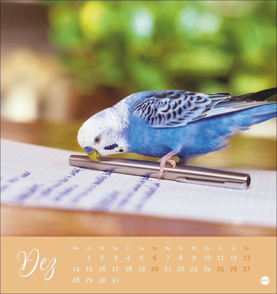 Weitere Ansicht: Freche Wellensittiche Postkartenkalender 2026
