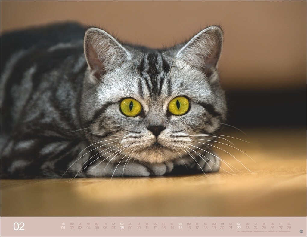 Weitere Ansicht: Monika Wegler: Katzenkalender 2026