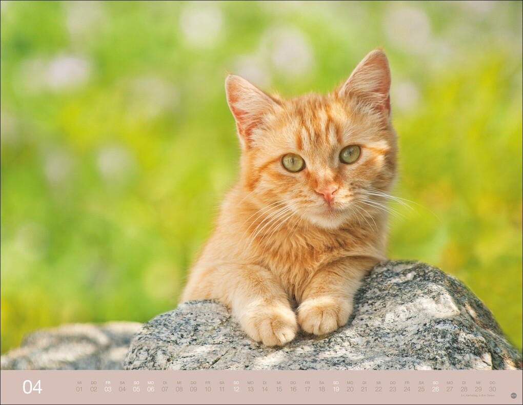 Weitere Ansicht: Monika Wegler: Katzenkalender 2026
