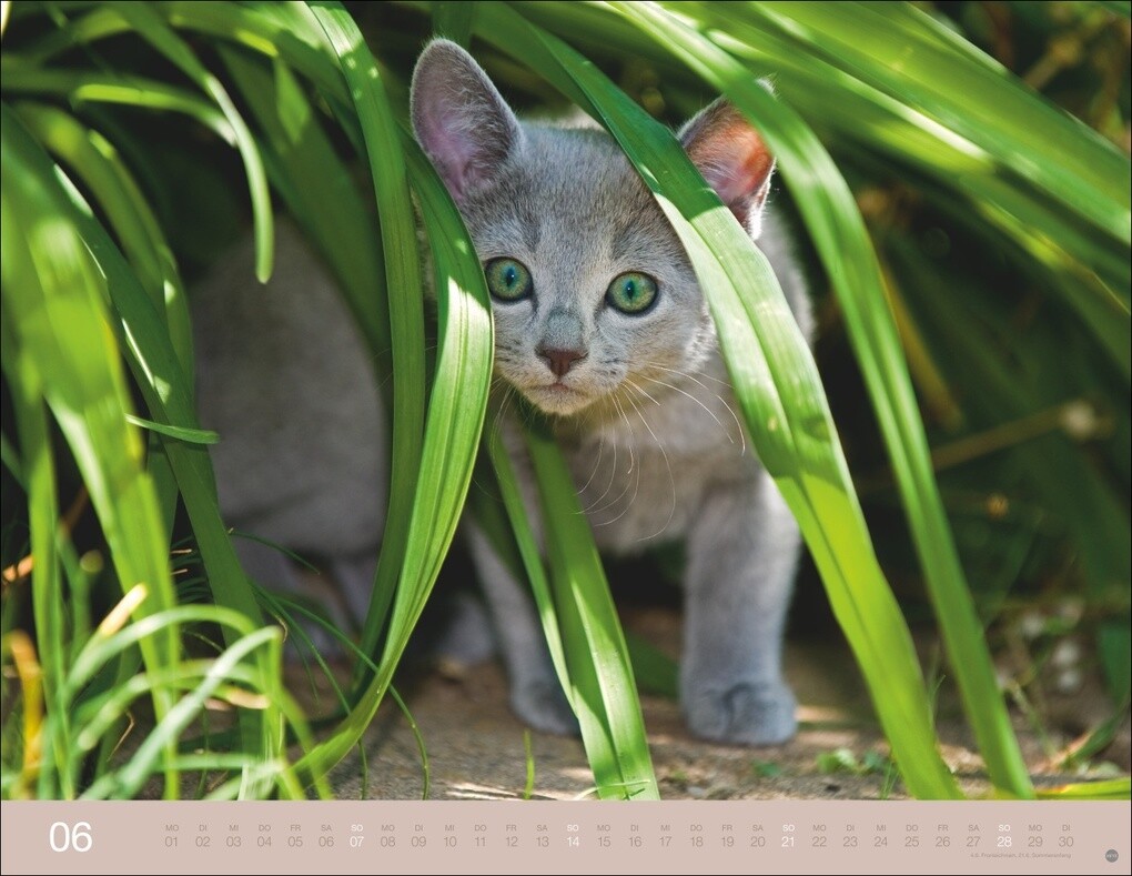 Weitere Ansicht: Monika Wegler: Katzenkalender 2026