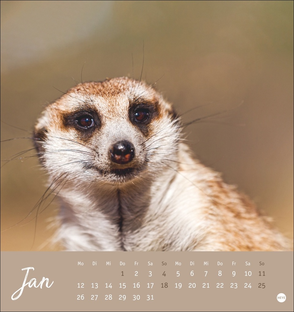 Weitere Ansicht: Erdmännchen Postkartenkalender 2026