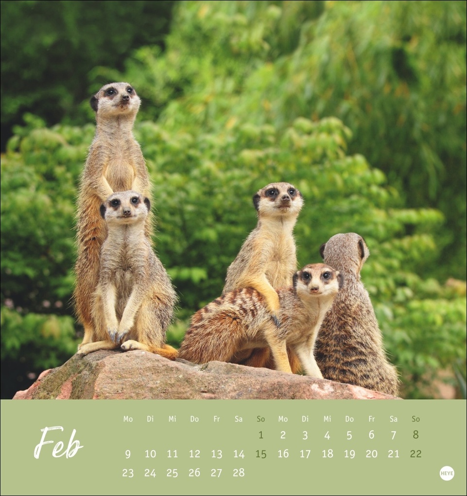 Weitere Ansicht: Erdmännchen Postkartenkalender 2026