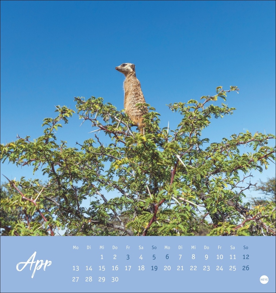 Weitere Ansicht: Erdmännchen Postkartenkalender 2026