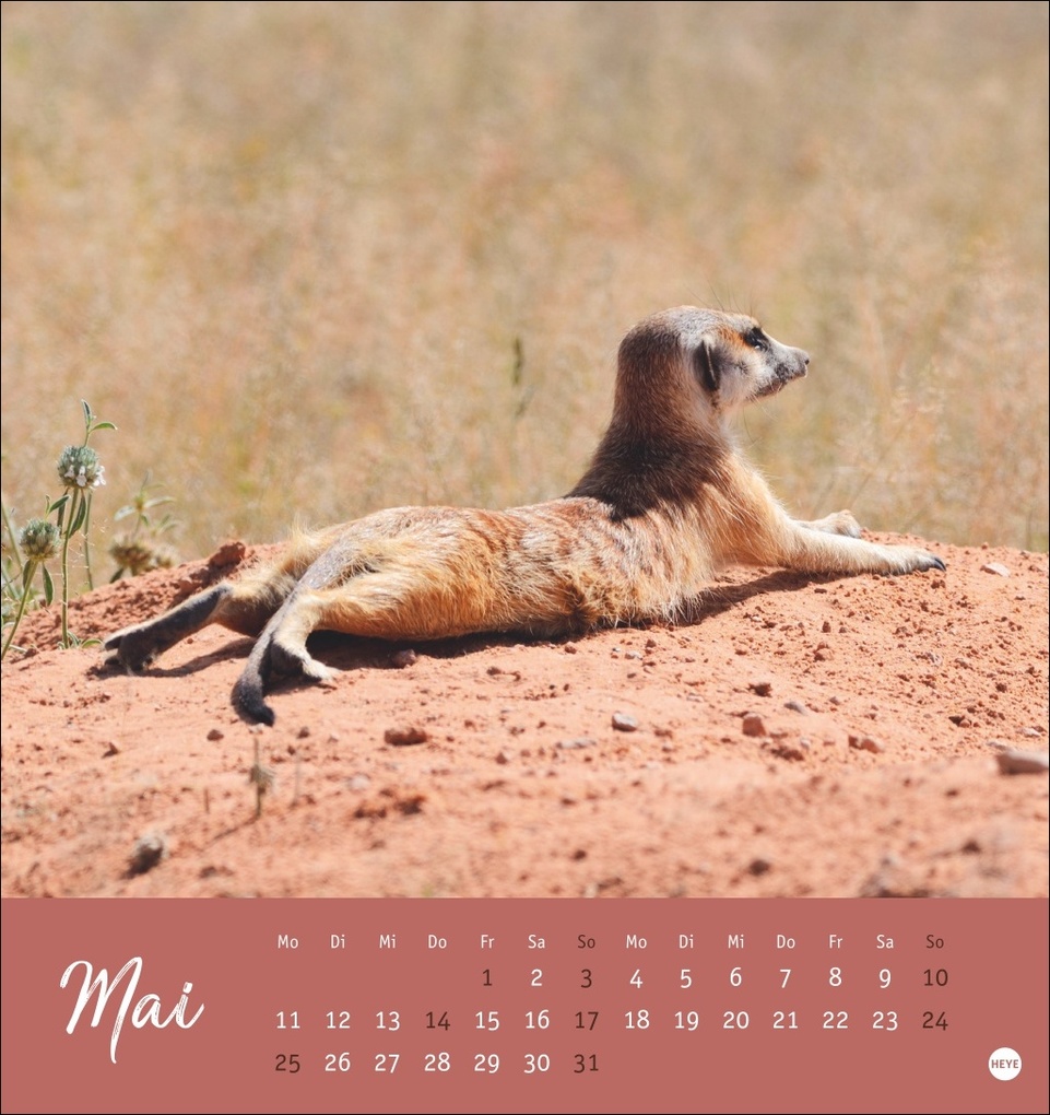 Weitere Ansicht: Erdmännchen Postkartenkalender 2026