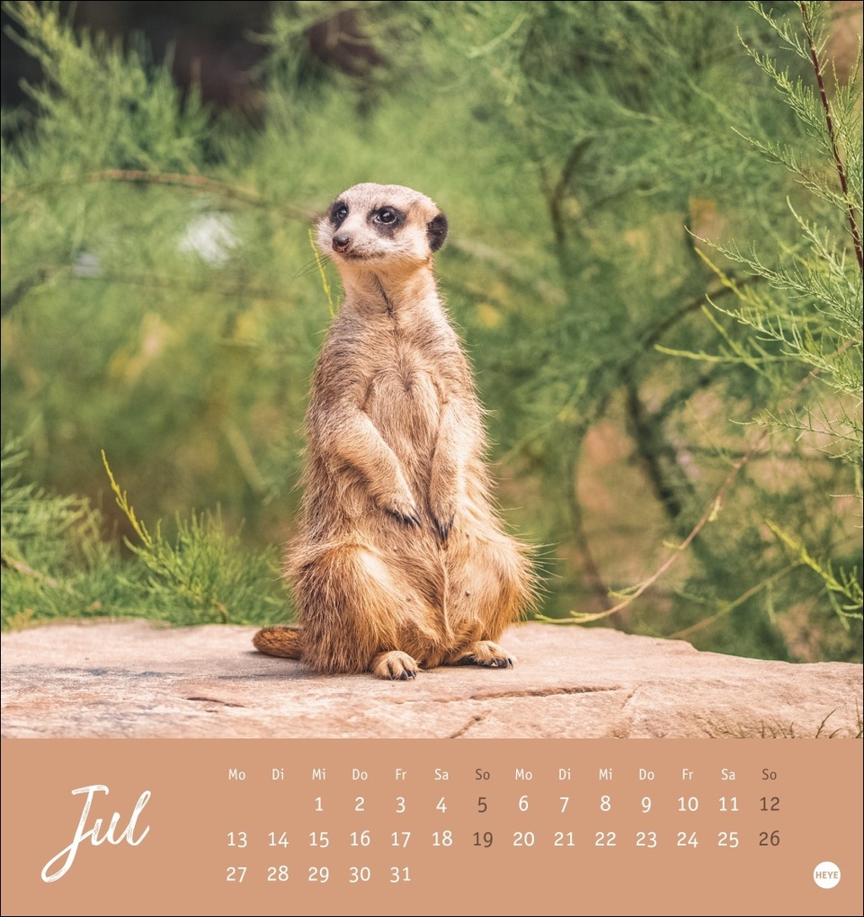 Weitere Ansicht: Erdmännchen Postkartenkalender 2026