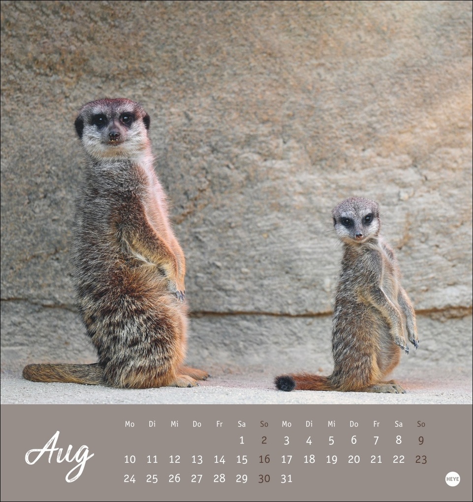 Weitere Ansicht: Erdmännchen Postkartenkalender 2026